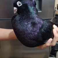 زاغ صرب و آبادانی