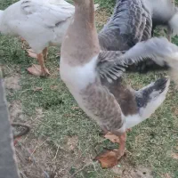 فروش غاز محلی