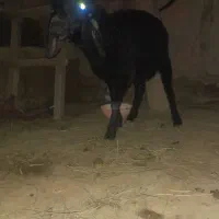 بره