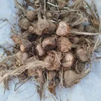 پیاز زعفران