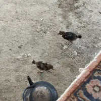 جوجه لاری اصیل