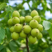 نهال فندق بلوبری گردوبادام زردآلودرنوین نهال آرش