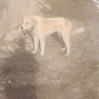 سگ لاس درشت