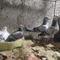 جوجه پلاکی مسافتی