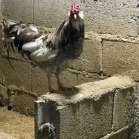 خروس|حیوانات مزرعه|جوانرود, |دیوار