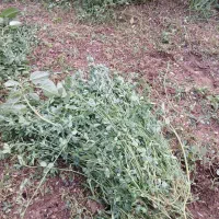 یونجه|گل و گیاه طبیعی|شوشتر, |دیوار