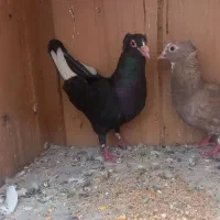 جفت پلنگ
