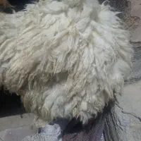 پوست گوسفند دباغی شده