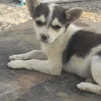 بچه هاسکی