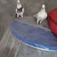 کبوتر