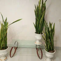 تعداد۳عددگلدان به همراه با میز شیشه ای