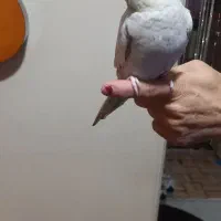 عروس هلندی مرواریدی ماده