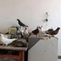 کفتر پرشی ضمانتی