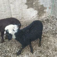 بره درجه یک با قیمت طلایی