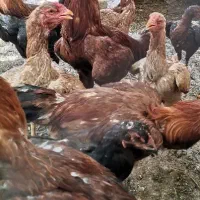 لاری