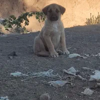 توله‌سگ