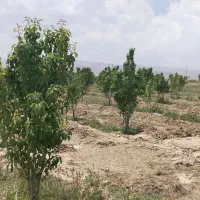 باغ-فروشی