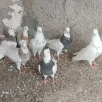 کبوتر طوقی