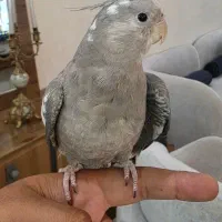 عروس هلندی نر سخنگو