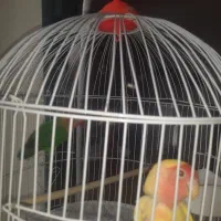 طوطی برزیلی نروماده