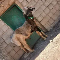 بره قوچی