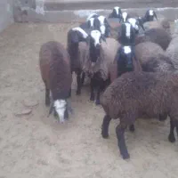 بره ماده شال پای قوچ