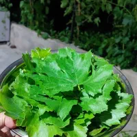 برگ مو تازه دلمه