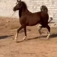 اسب|اسب و تجهیزات اسبسواری|مبارکه, |دیوار