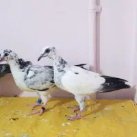 کبوتر. ده تا جوجه المانی پلاکی دسپر بزک سبز
