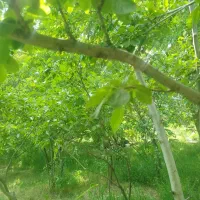 فروش-باغ-در-روستای-توریستی-ملهمدره