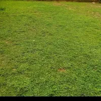۷۷۵ متر زمین قابل تفکیک