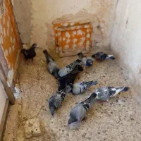 کبوتر جونه آلمانی