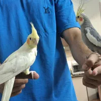 یک جفت عروس هلندی دستی  به فروش میرسد