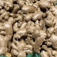 پخش مستقیم زنجبیل تایلندی و پاکستانی