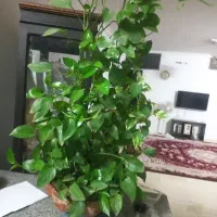 پتوس با گلدان و گوش گرگی