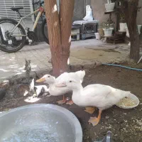 دو عدد اردک
