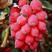 نهال زرشک پفکی