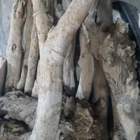 چوب خشک کهنه وقدیمی