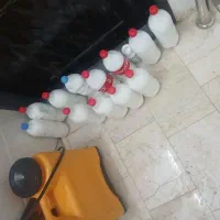 سموم المانی