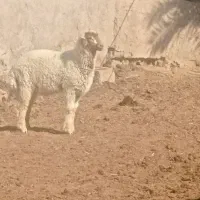 بره نر و ماده