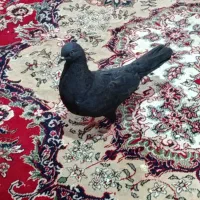 فروش کفتر نر و ماده سبز و سرخ دم سفید