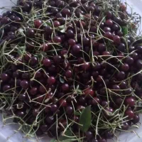 آلبالو کیلویی 150