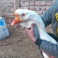 دو جفت غاز لیندای اصیل