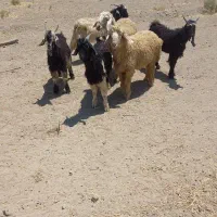 ۴راس کهره