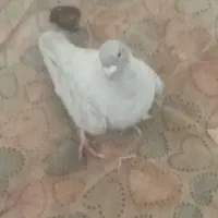 کفتر نر در کاریزنو