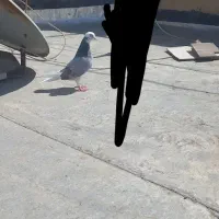 خریدار و فروشنده کفتر تهرانی پرشی جوجه و کهنه