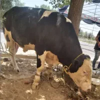 سلاخی وسربریدن  گاو وگوسفند