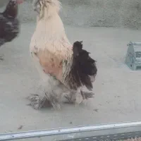 خروس درجه یک