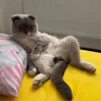 گربه (نر) مولد به منظور جفتگیری (اسکاتیش و بریتیش)