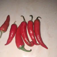 فلفل تند برای فرآوری و تازه